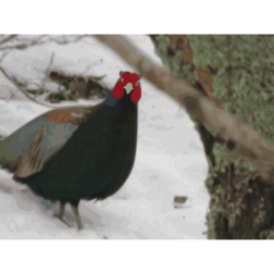 Green pheasant