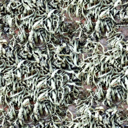 GroundVegetation
