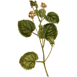 HazelLeavedPsoralea