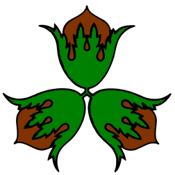 Hazelnut II