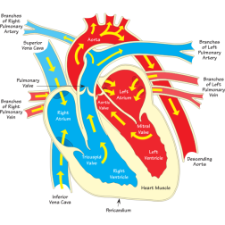 HeartDiagram2