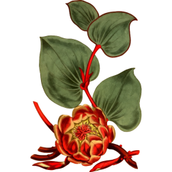 HeartLeavedProtea