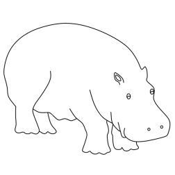 Hippopotamus 4