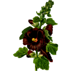 Holly flower
