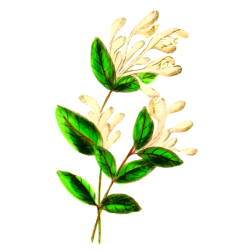 Honeysuckle