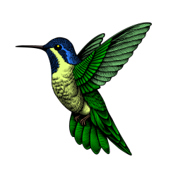 Hummingbird 1