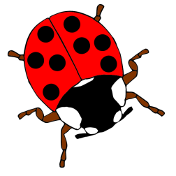 Insect VI