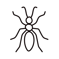 Insect XIII