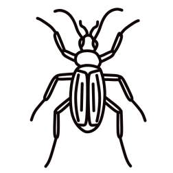 Insect XIV