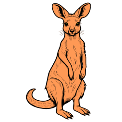 Kangaroo VII