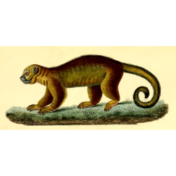 Kinkajous