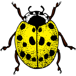 LadybirdColour2