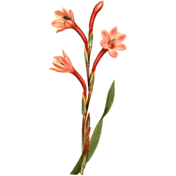 LakeColouredWatsonia