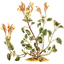 LargeFloweredScutellaria