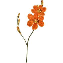 LateFloweringTritonia