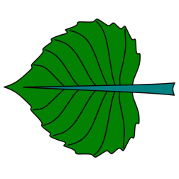 Leaf 7