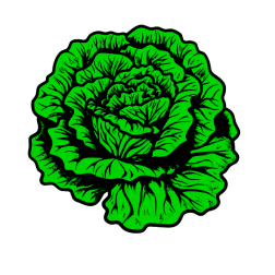 Lettuce 1