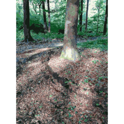 Lichtscheid Forest Again 2 2015071547