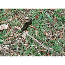 Lichtscheid Forest Again 2015071546