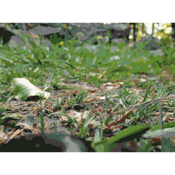 Lichtscheid Forest Again 3 2015071546