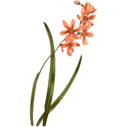 LilyOfTheValleyScentedIxia