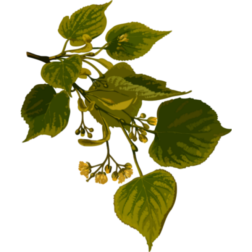 LimeTreeLowres