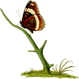 LimenitisArthemisBigRaw