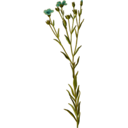 LinseedHires