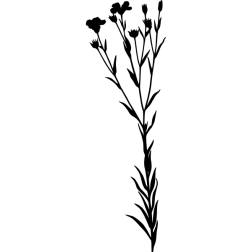 Linseed silhouette