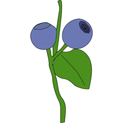blueberry
