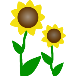sunflowers