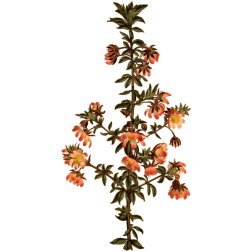 MadderLeavedBauera