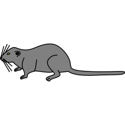 Mouse 5