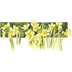 Narcissi