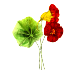Nasturtiums