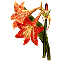 NettedVeinedAmaryllis