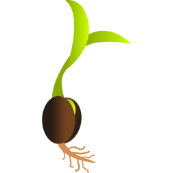 OldifluffGerminatingSeed