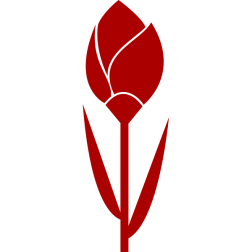 OldifluffTulip