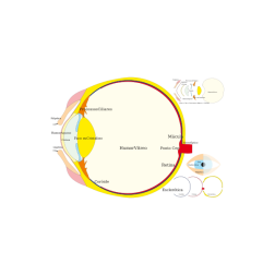 Eye in medicine