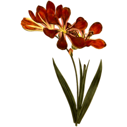 OpenFloweredTritonia