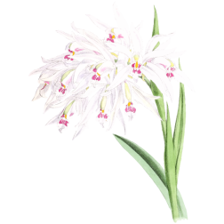 Orchid