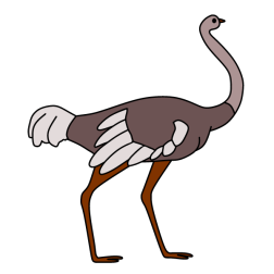 Ostrich 3