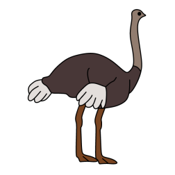 Ostrich 4