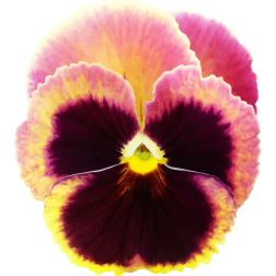 Pansy