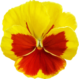 Pansy2