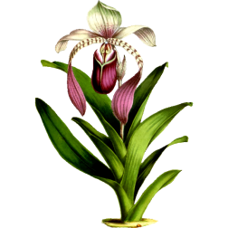 PaphiopedilumLowii