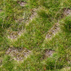 PatchyGrass