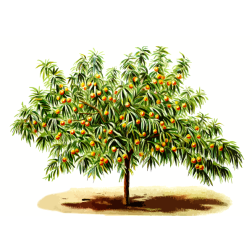 PeachTree