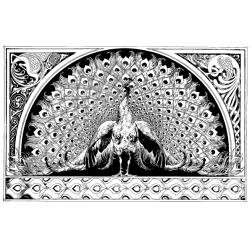 Peacock XI