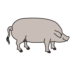 Pig 4
